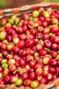 Fresh Arabica coffee berries in basket. Organic coffee farm on B Royalty Free Stock Photo